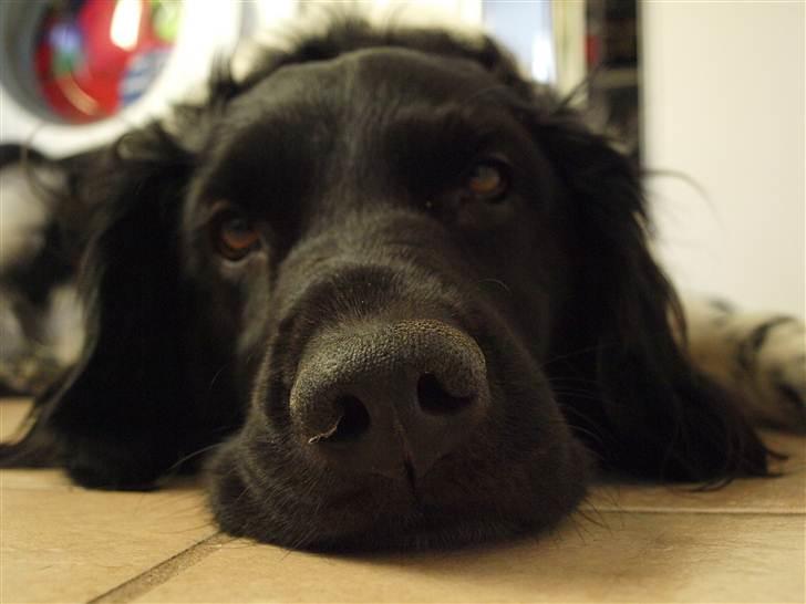 Stabijhoun Amigo billede 12