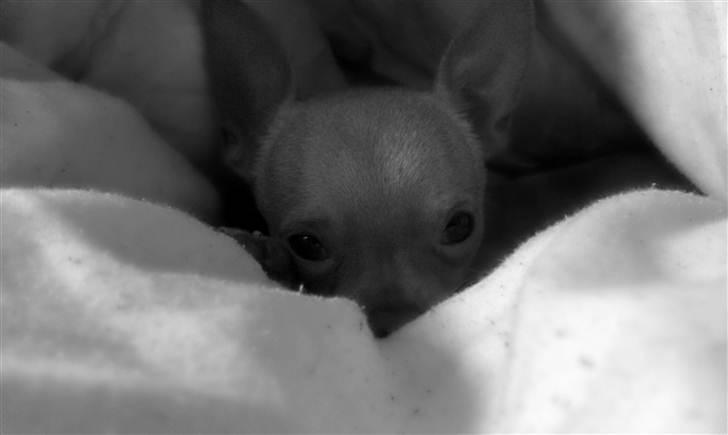 Chihuahua  ¨˜”°º•Snooki•º°”˜¨ billede 4