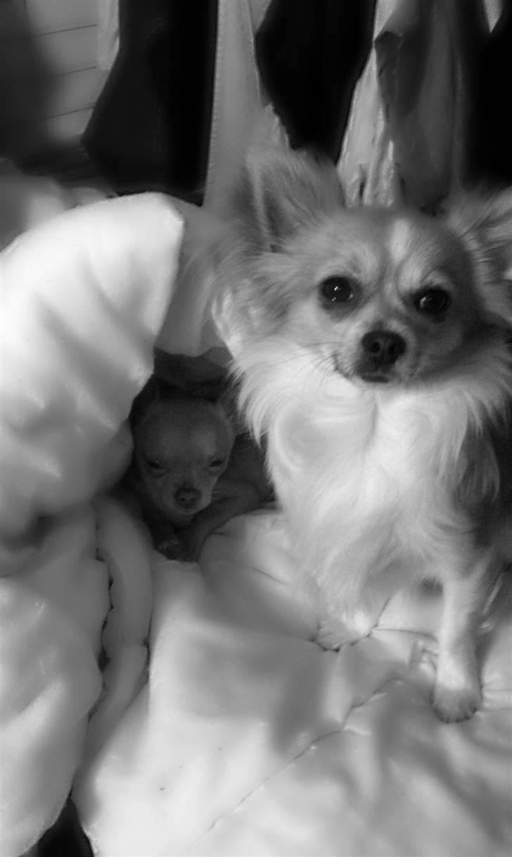 Chihuahua  ¨˜”°º•Snooki•º°”˜¨ billede 14