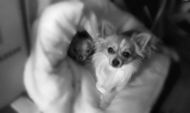 Chihuahua  ¨˜”°º•Snooki•º°”˜¨ billede 15