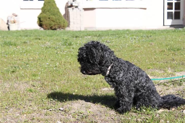 Blanding af racer Dalí billede 1