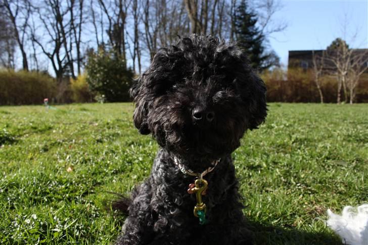 Blanding af racer Dalí billede 2