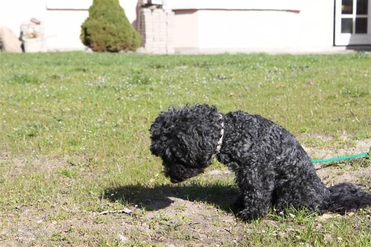 Blanding af racer Dalí billede 3