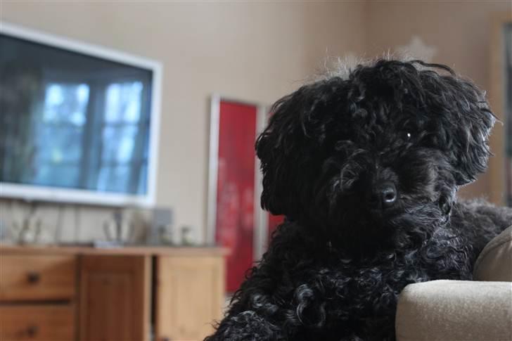 Blanding af racer Dalí billede 4