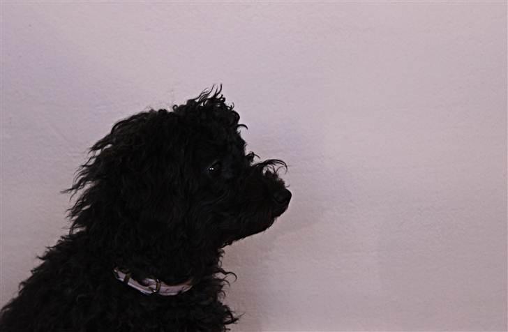 Blanding af racer Dalí billede 5