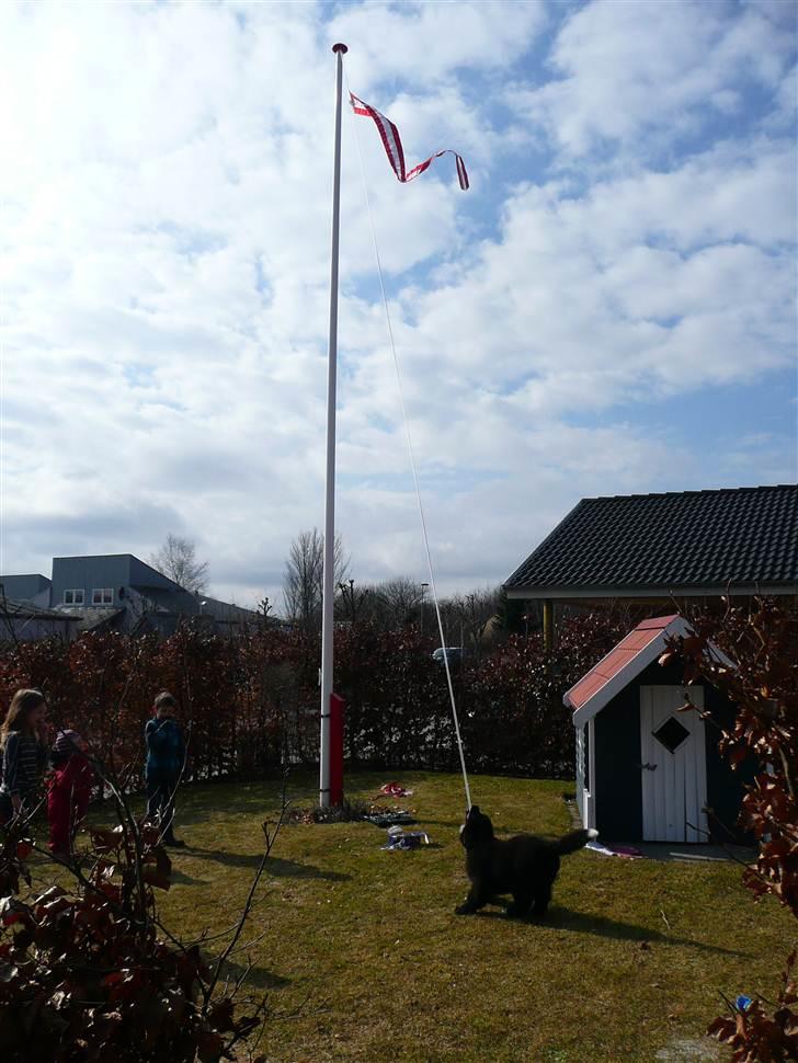 Newfoundlænder Balder *Solgt<3* billede 19