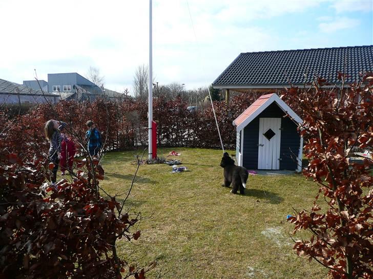 Newfoundlænder Balder *Solgt<3* billede 20