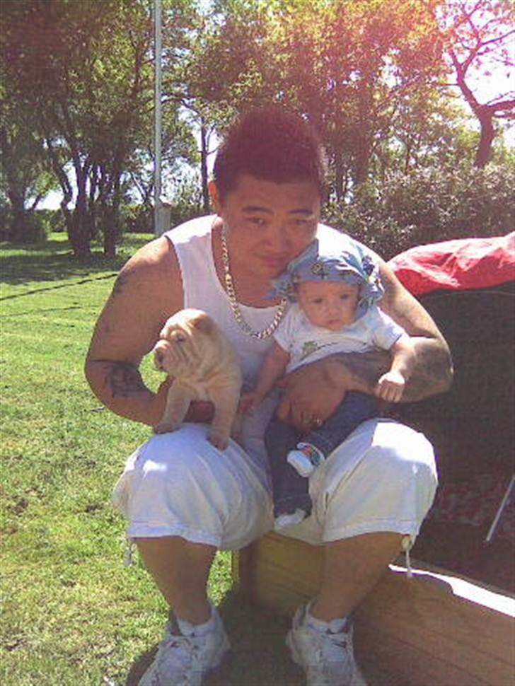 Shar pei Dino billede 1