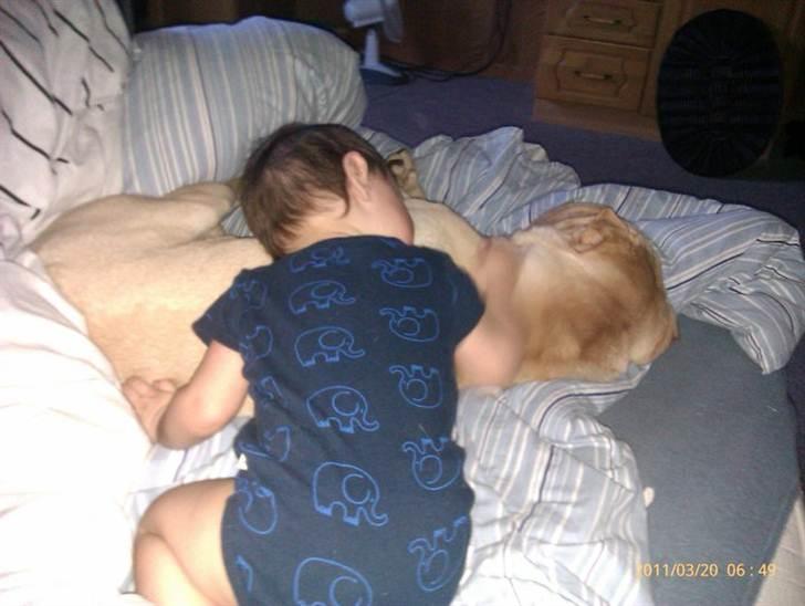 Shar pei Dino billede 2