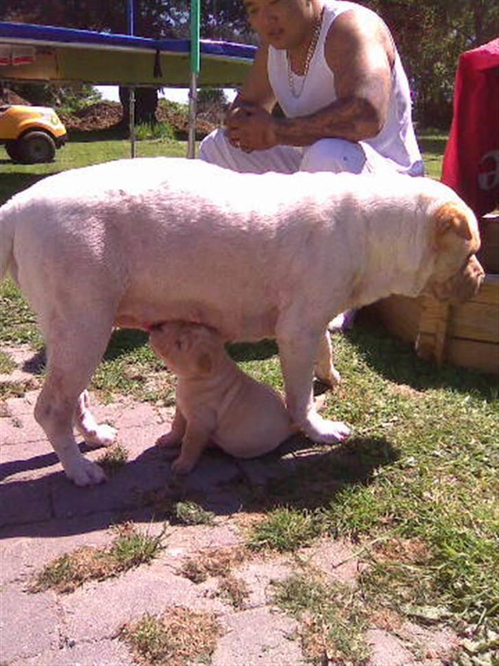 Shar pei Dino billede 3