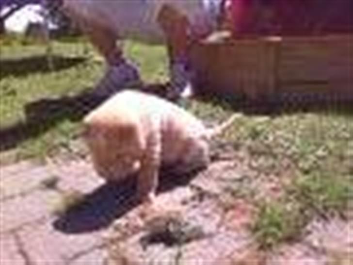 Shar pei Dino billede 4