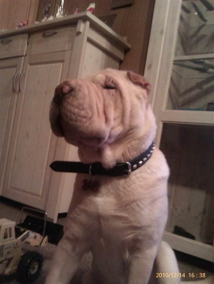 Shar pei Dino billede 5