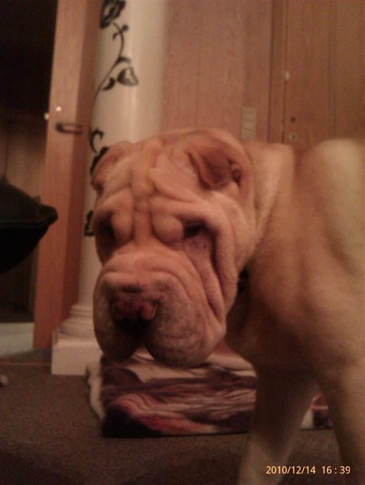 Shar pei Dino billede 6