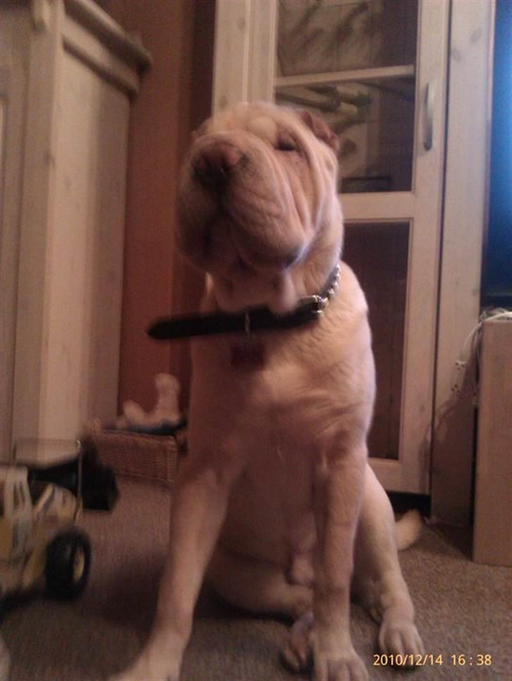 Shar pei Dino billede 7