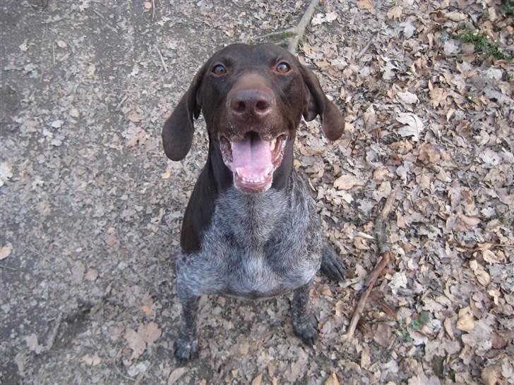 Korthåret hønsehund Plet - Velkommen :) billede 1