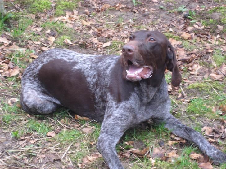 Korthåret hønsehund Plet billede 2