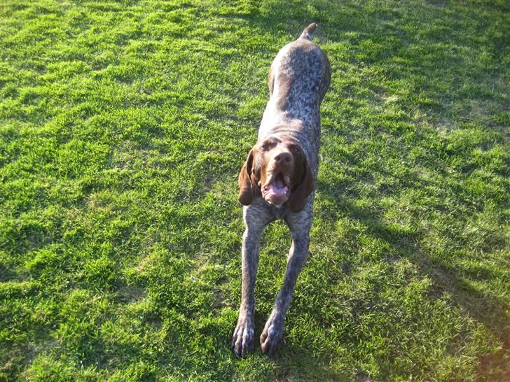 Korthåret hønsehund Plet billede 3