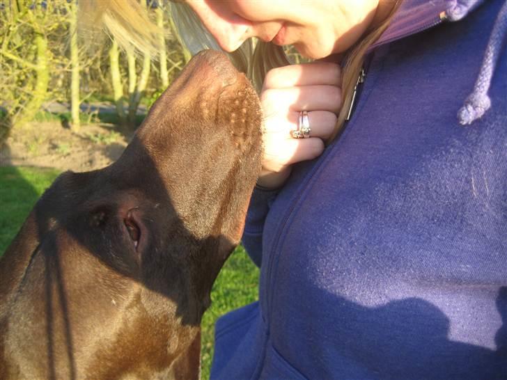 Korthåret hønsehund Plet billede 5