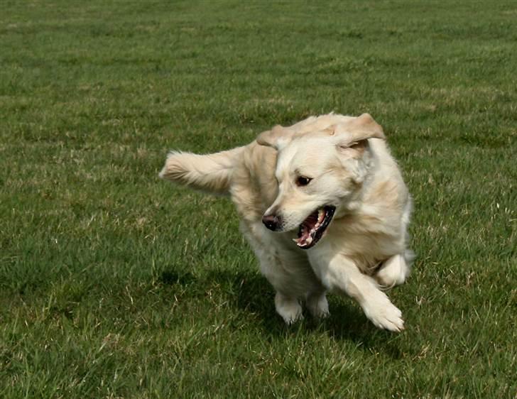 Golden retriever Sea Pimpernel Paperboy billede 6