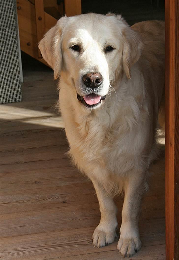Golden retriever Sea Pimpernel Paperboy billede 7