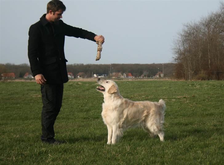 Golden retriever Sea Pimpernel Paperboy billede 8