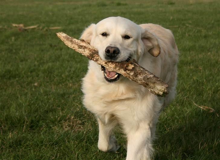 Golden retriever Sea Pimpernel Paperboy billede 9