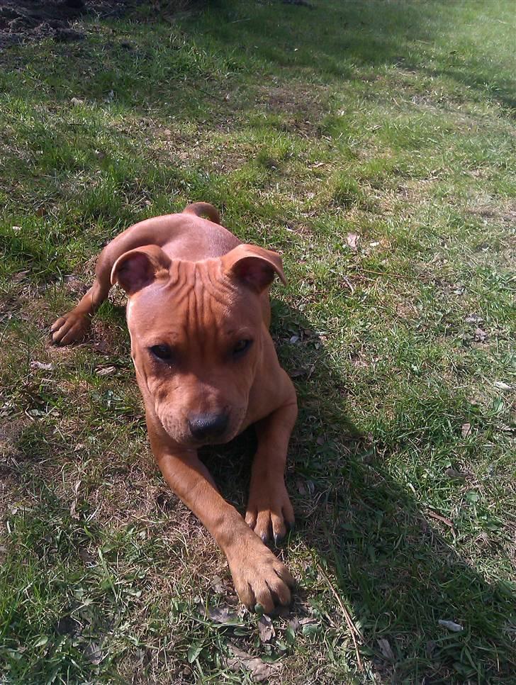 Staffordshire bull terrier Milo billede 9