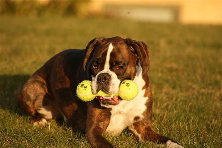 Boxer Aslan billede 18