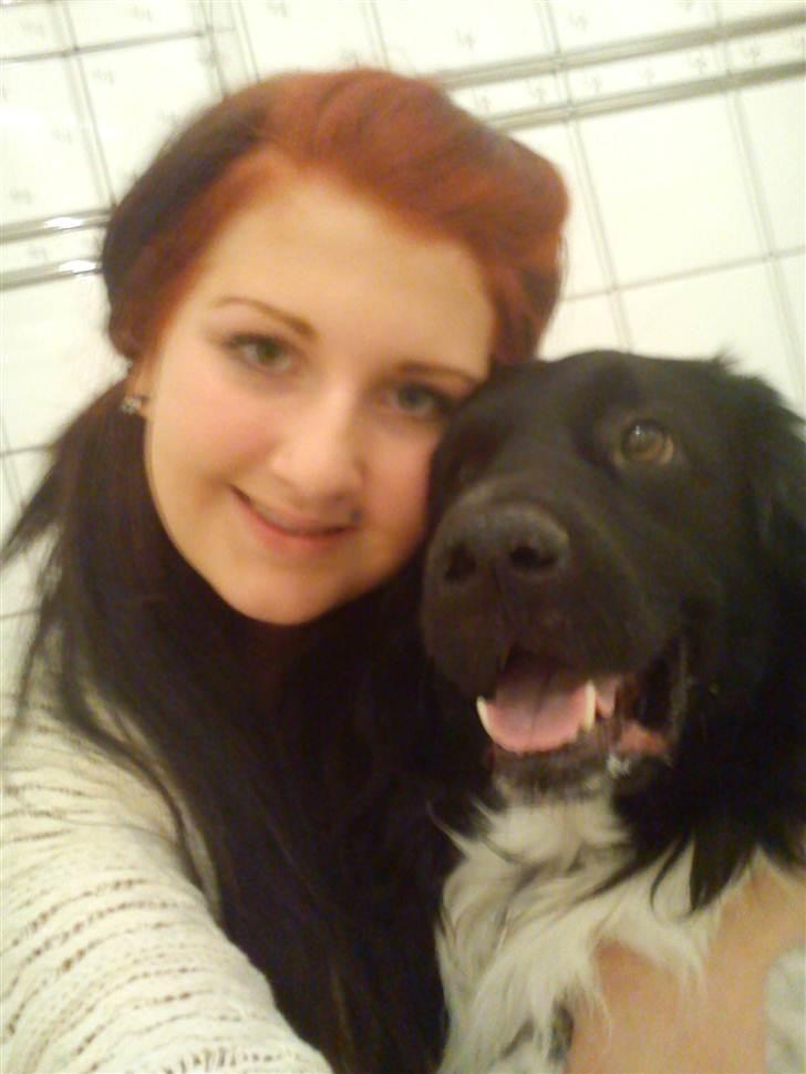 Stabijhoun Amigo billede 13