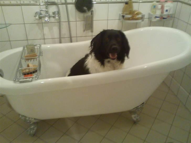 Stabijhoun Amigo billede 14