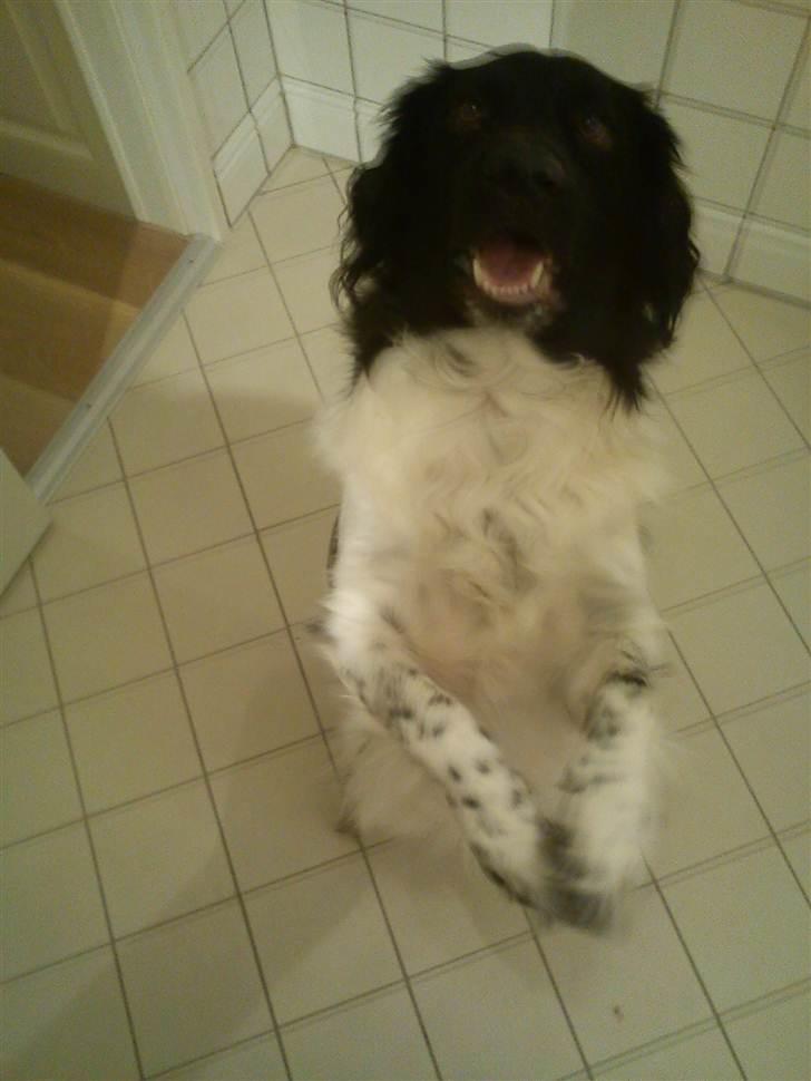 Stabijhoun Amigo billede 15