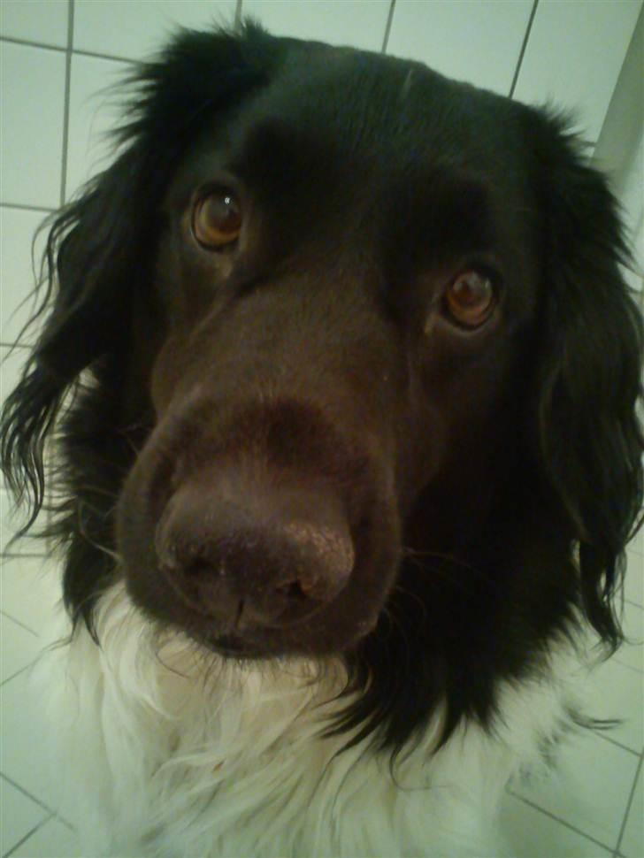 Stabijhoun Amigo billede 16