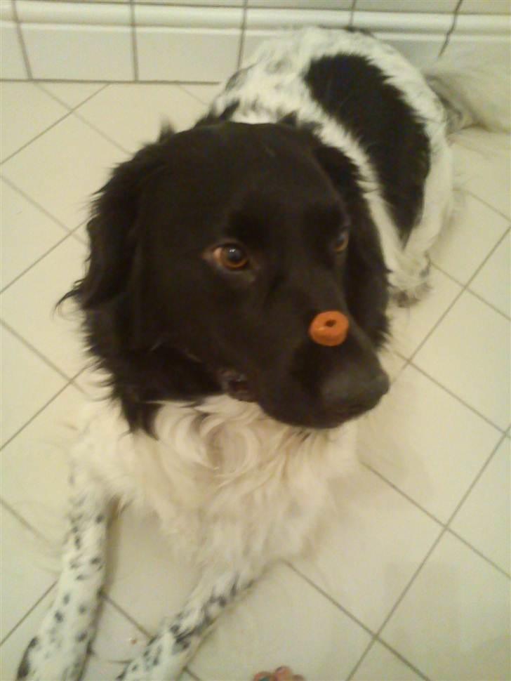 Stabijhoun Amigo billede 17