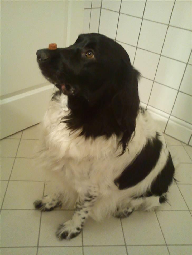 Stabijhoun Amigo billede 18