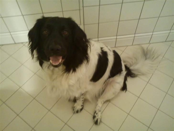 Stabijhoun Amigo billede 19