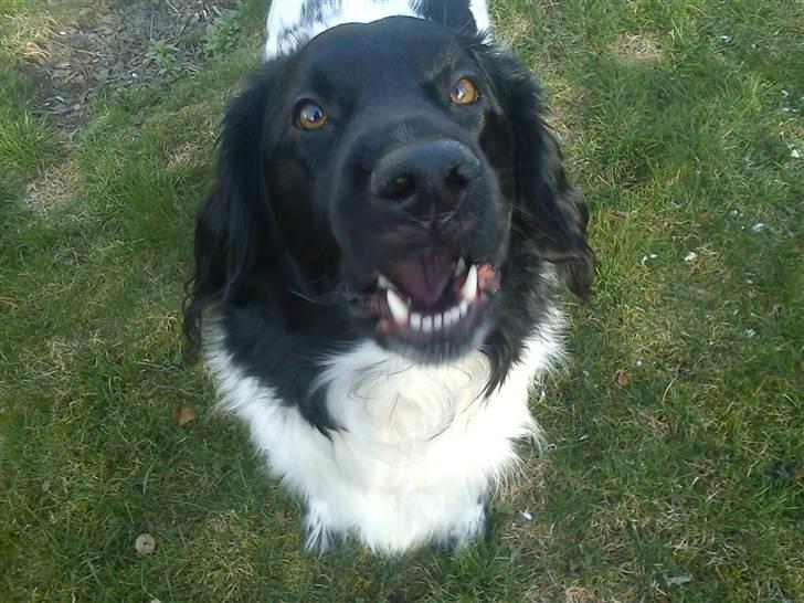 Stabijhoun Amigo billede 20