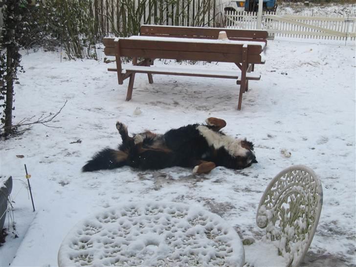Berner sennenhund max - elsker bare at slappe af ;) billede 1
