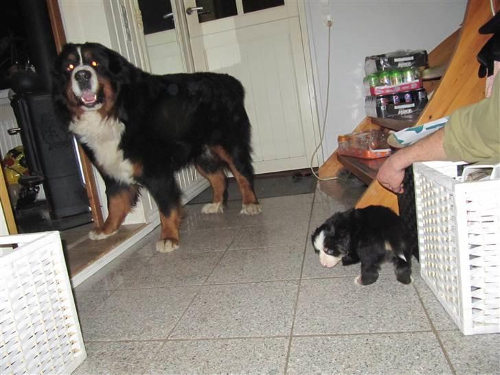 Berner sennenhund max - det er så min søn bette pjevs, siger en stolt far ;) billede 2