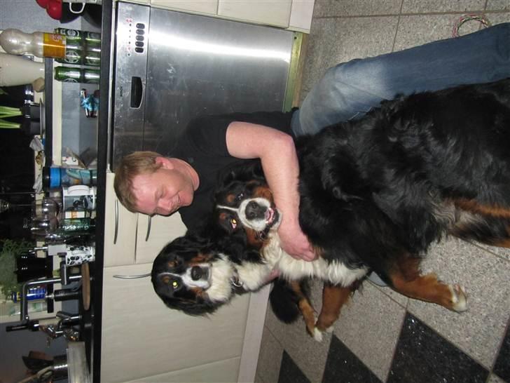 Berner sennenhund max - og det er så moderen til mine børn er hun ikke smuk ;) billede 3