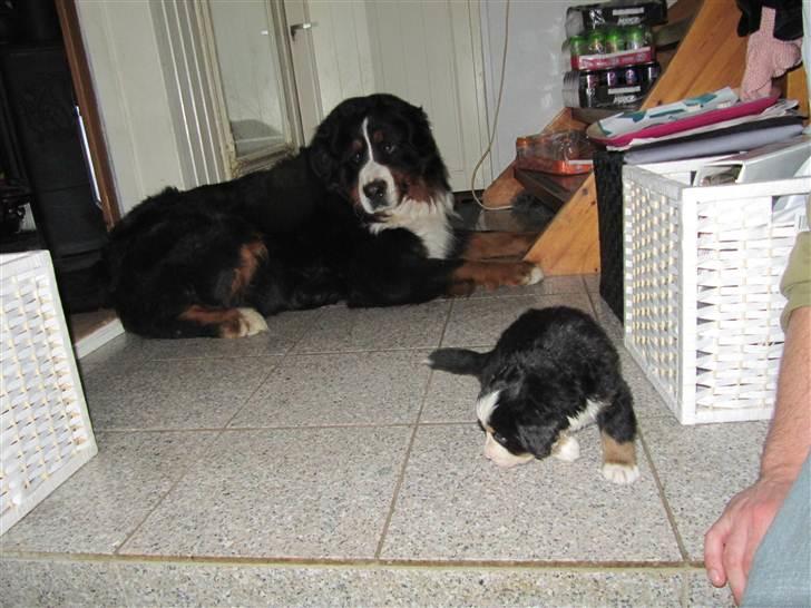 Berner sennenhund max billede 4