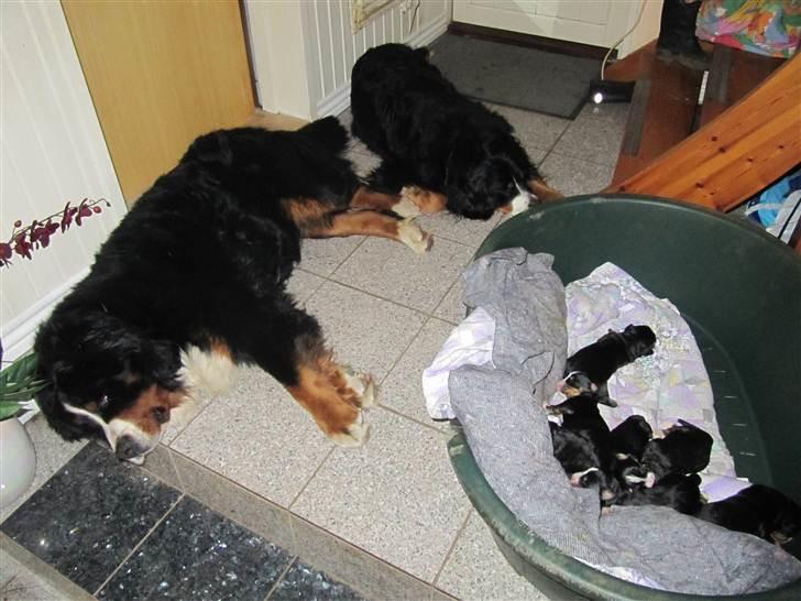 Berner sennenhund max - så gik vi kold, i skulle lige vide hvor hårdt det er at kæresten min skal tage sig sig af alle mine børn ;) billede 5