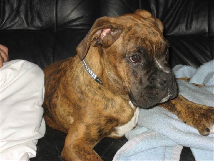 Boxer Tyson billede 8