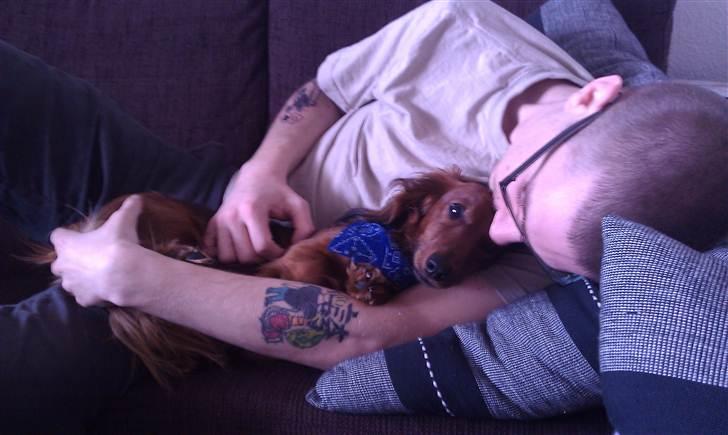 Dværggravhund Basse billede 1