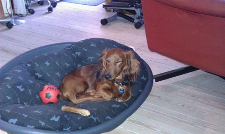 Dværggravhund Basse billede 2