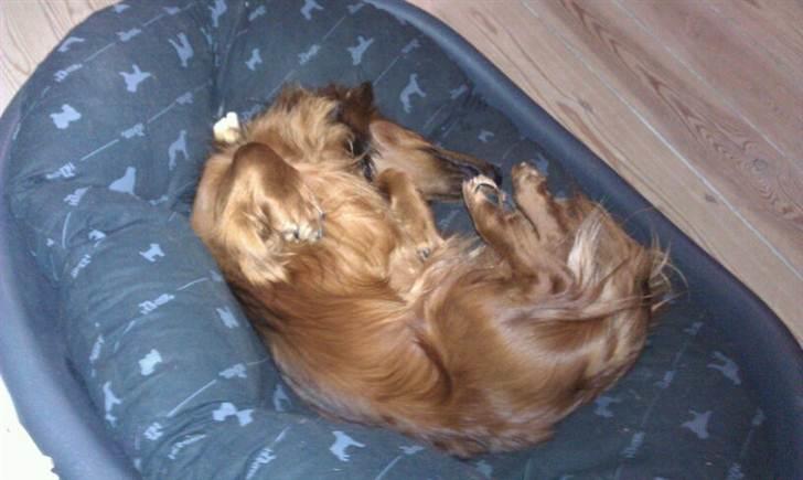 Dværggravhund Basse billede 3