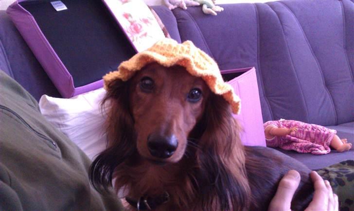 Dværggravhund Basse billede 4