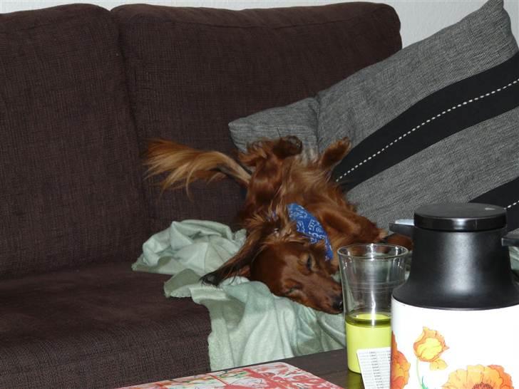 Dværggravhund Basse billede 6