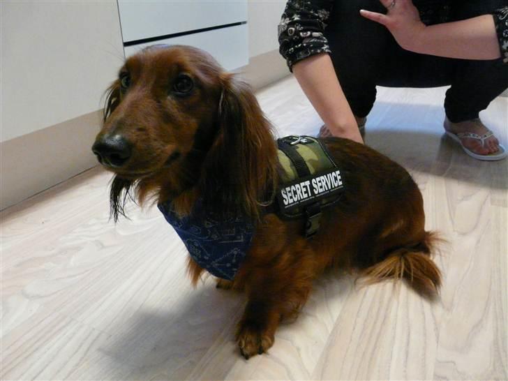 Dværggravhund Basse billede 7