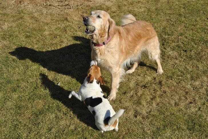 Golden retriever Caseih billede 13
