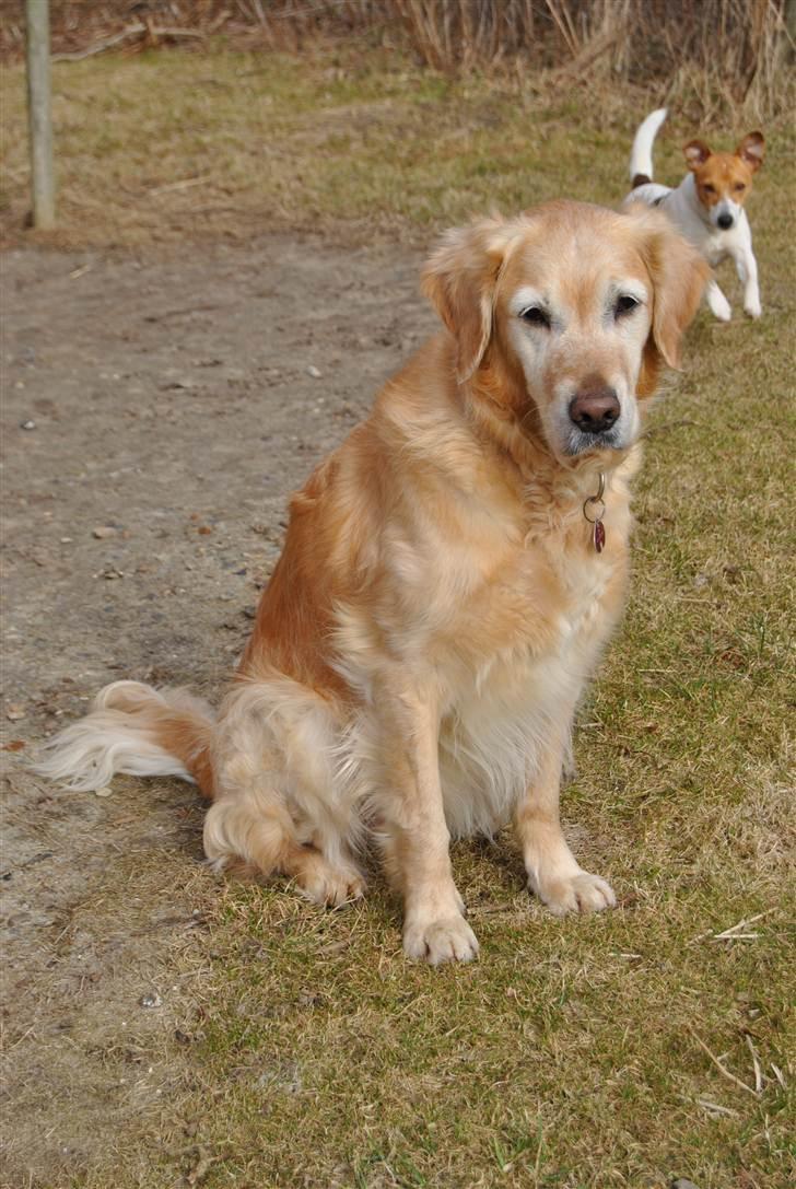 Golden retriever Caseih billede 14